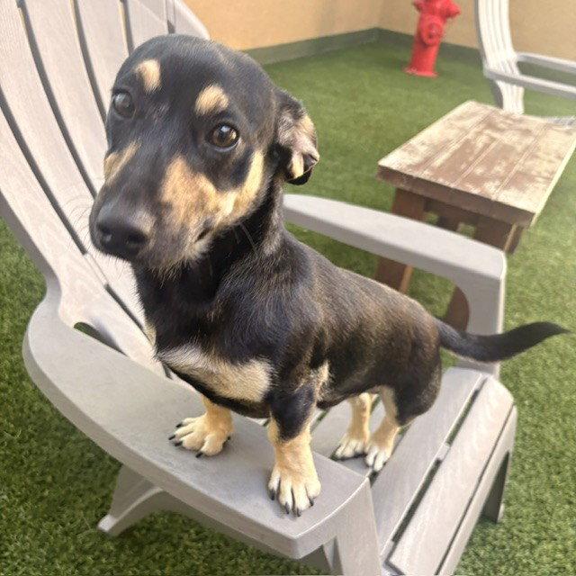 Aster, a Adopted mixed breed in Burlingame, CA image 1/2