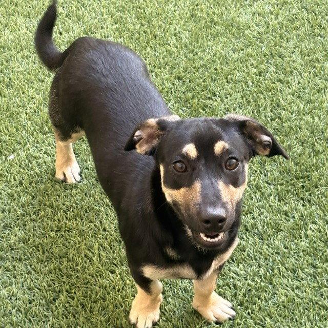 Aster, a Adopted mixed breed in Burlingame, CA image 2/2