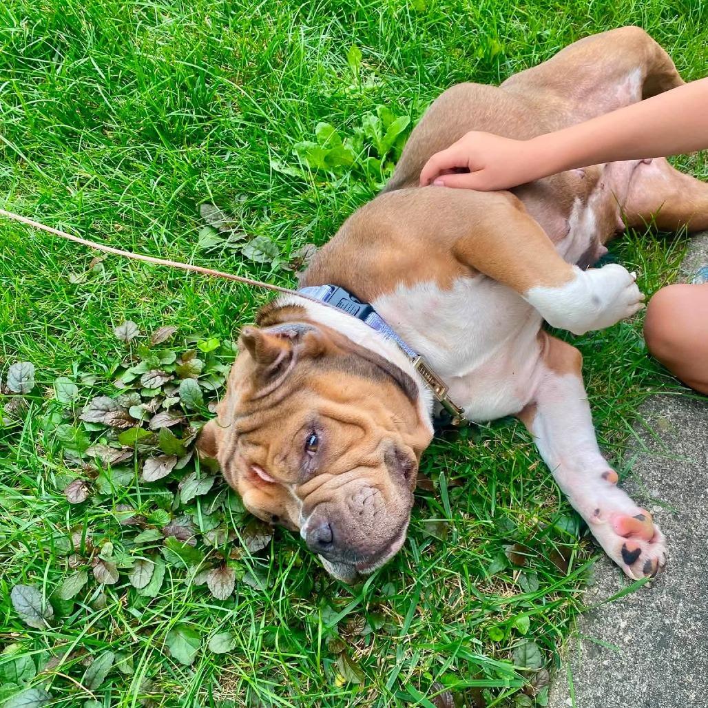 Enlarge Bonnie, a Adoptable American Bully in Huber Heights, OH image 1/5