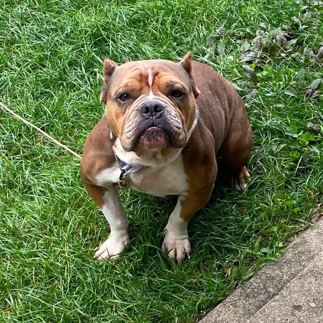 Enlarge Bonnie, a Adoptable American Bully in Huber Heights, OH image 2/5