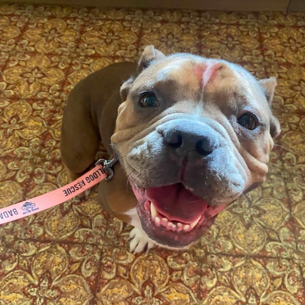 Enlarge Bonnie, a Adoptable American Bully in Huber Heights, OH image 3/5