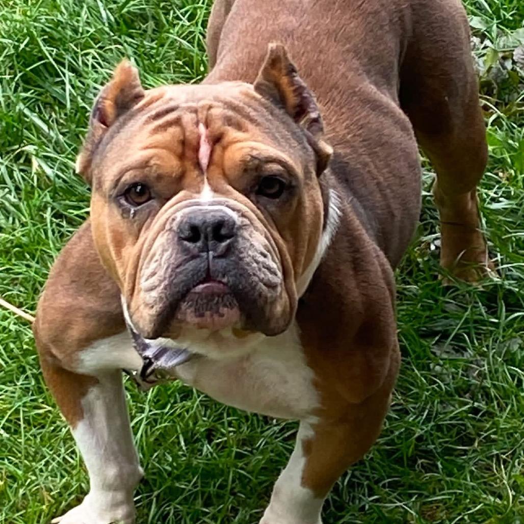 Enlarge Bonnie, a Adoptable American Bully in Huber Heights, OH image 4/5