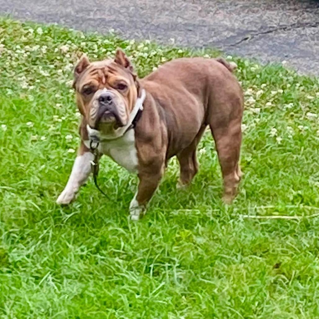 Enlarge Bonnie, a Adoptable American Bully in Huber Heights, OH image 5/5