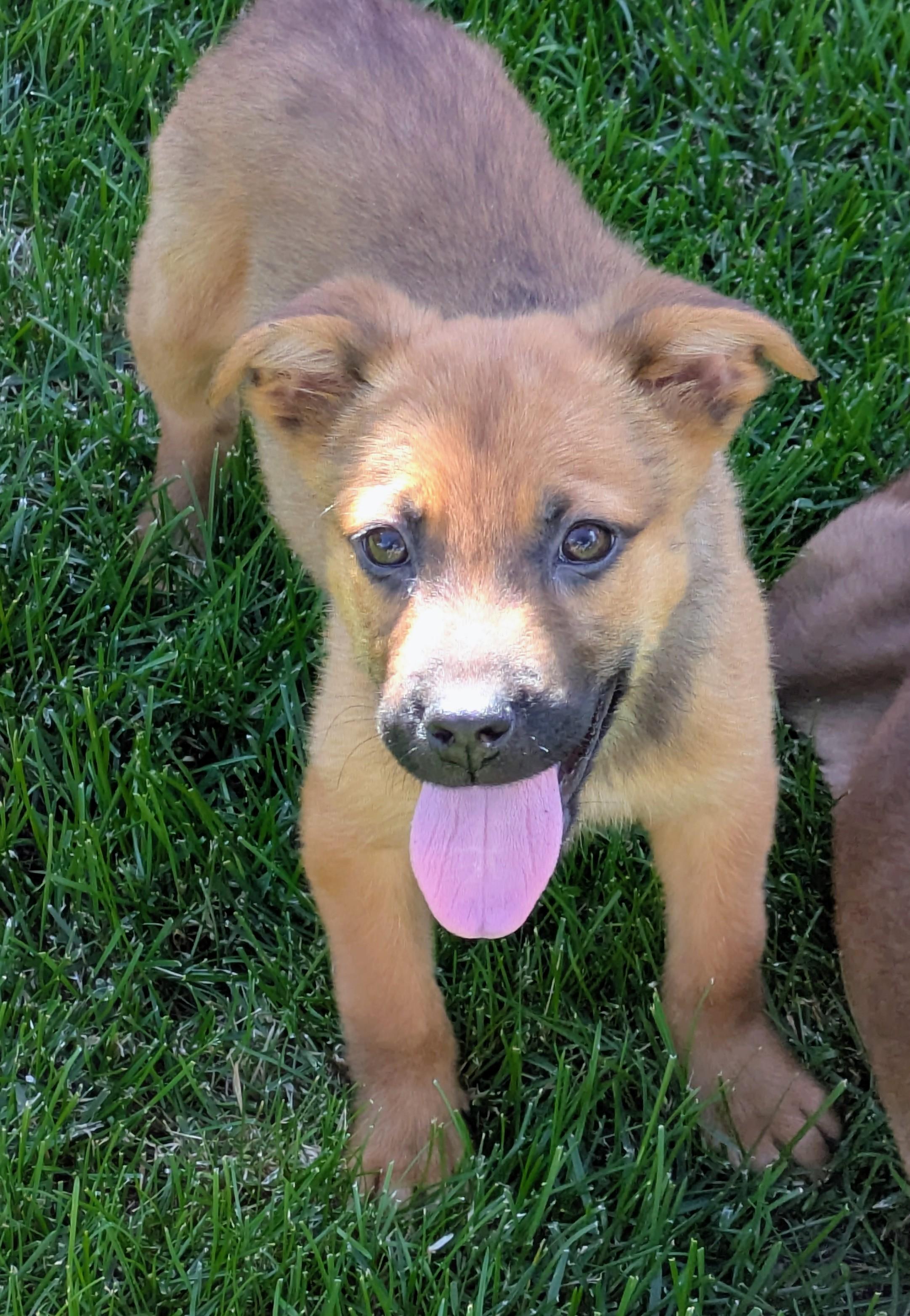 Enlarge Daisy, a Adoptable mixed breed in Minneapolis, MN image 3/6