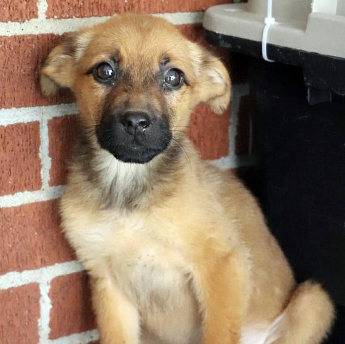 Enlarge Daisy, a Adoptable mixed breed in Minneapolis, MN image 4/6