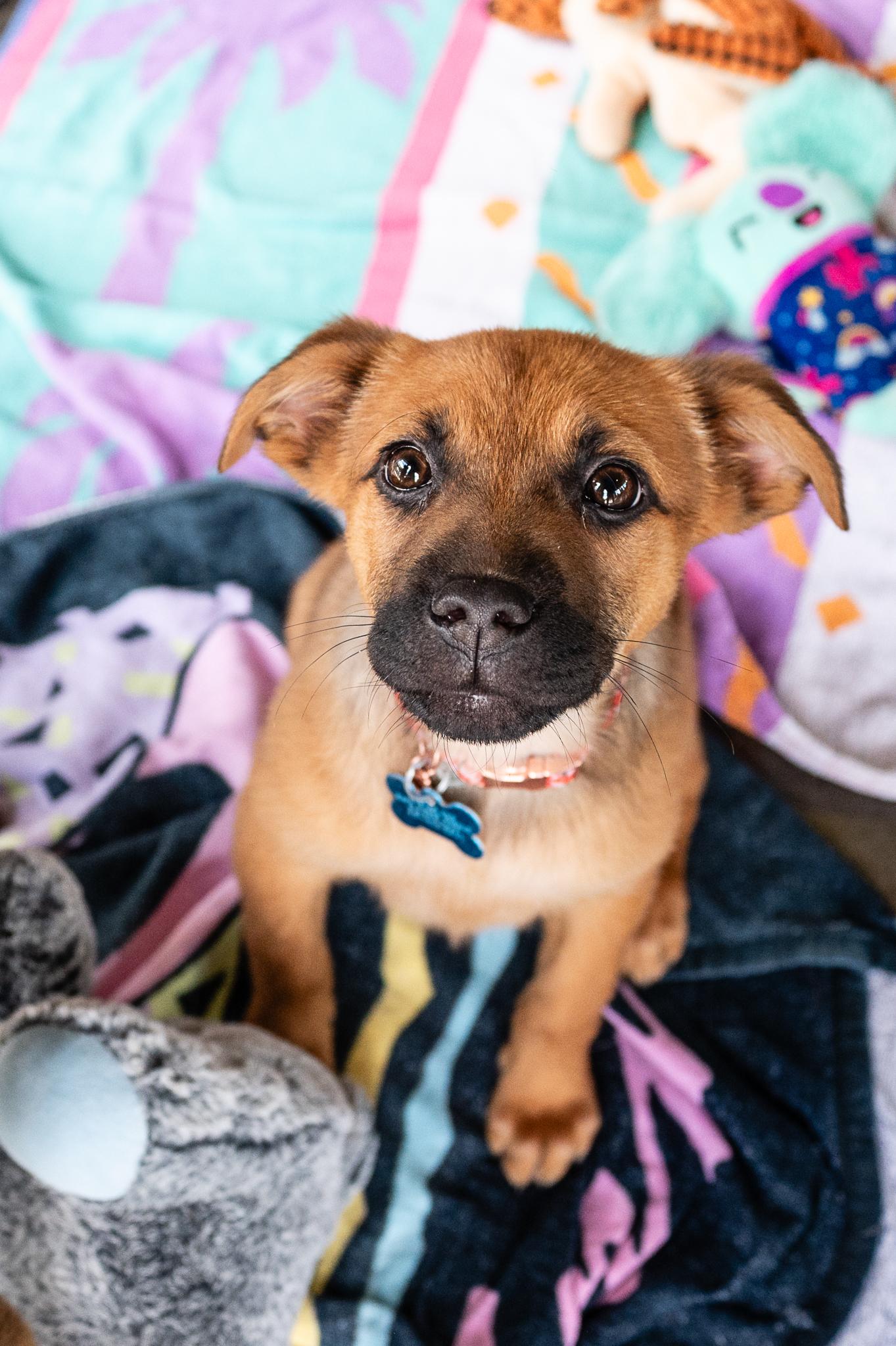 Enlarge Daisy, a Adoptable mixed breed in Minneapolis, MN image 1/6