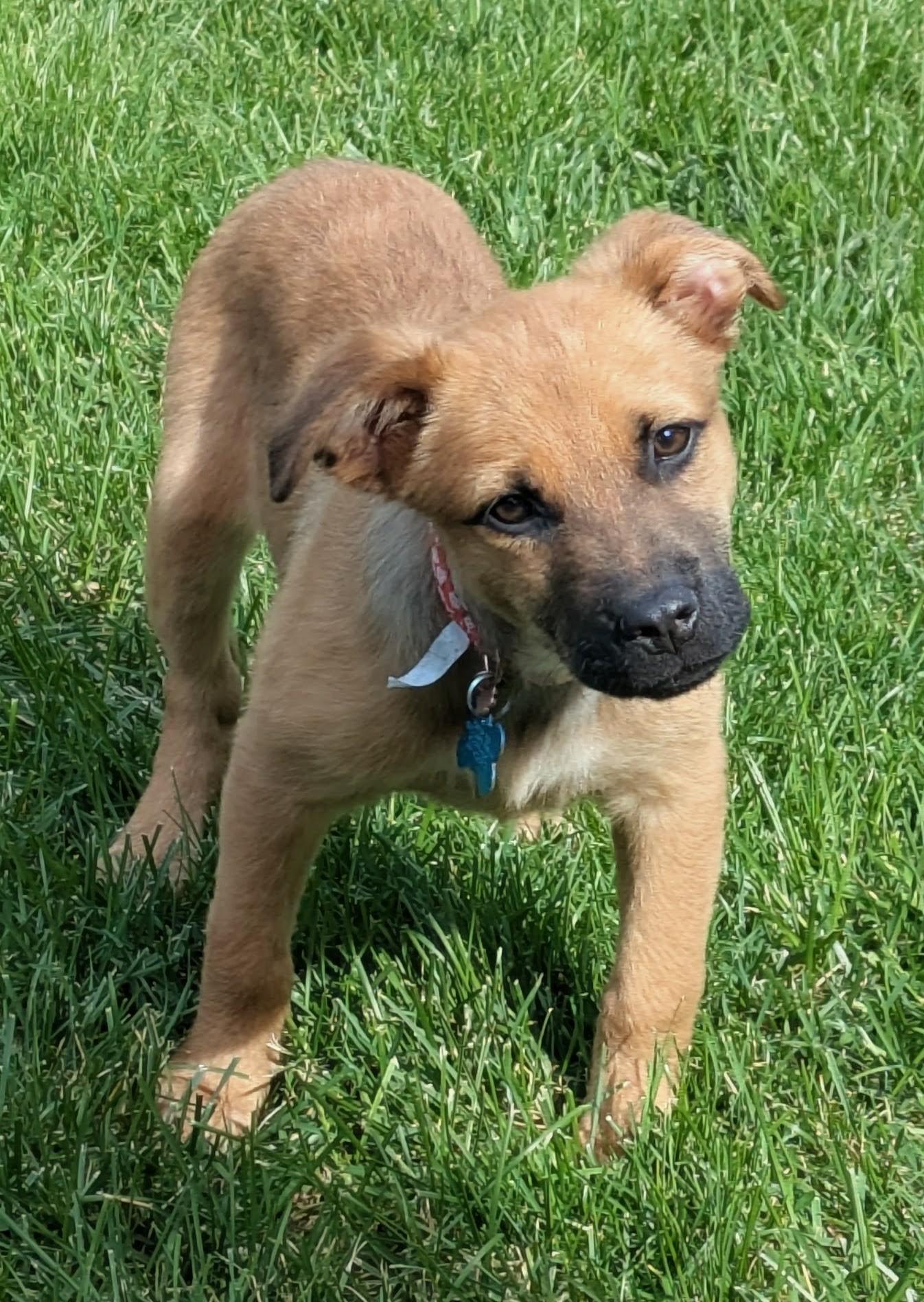 Enlarge Daisy, a Adoptable mixed breed in Minneapolis, MN image 2/6