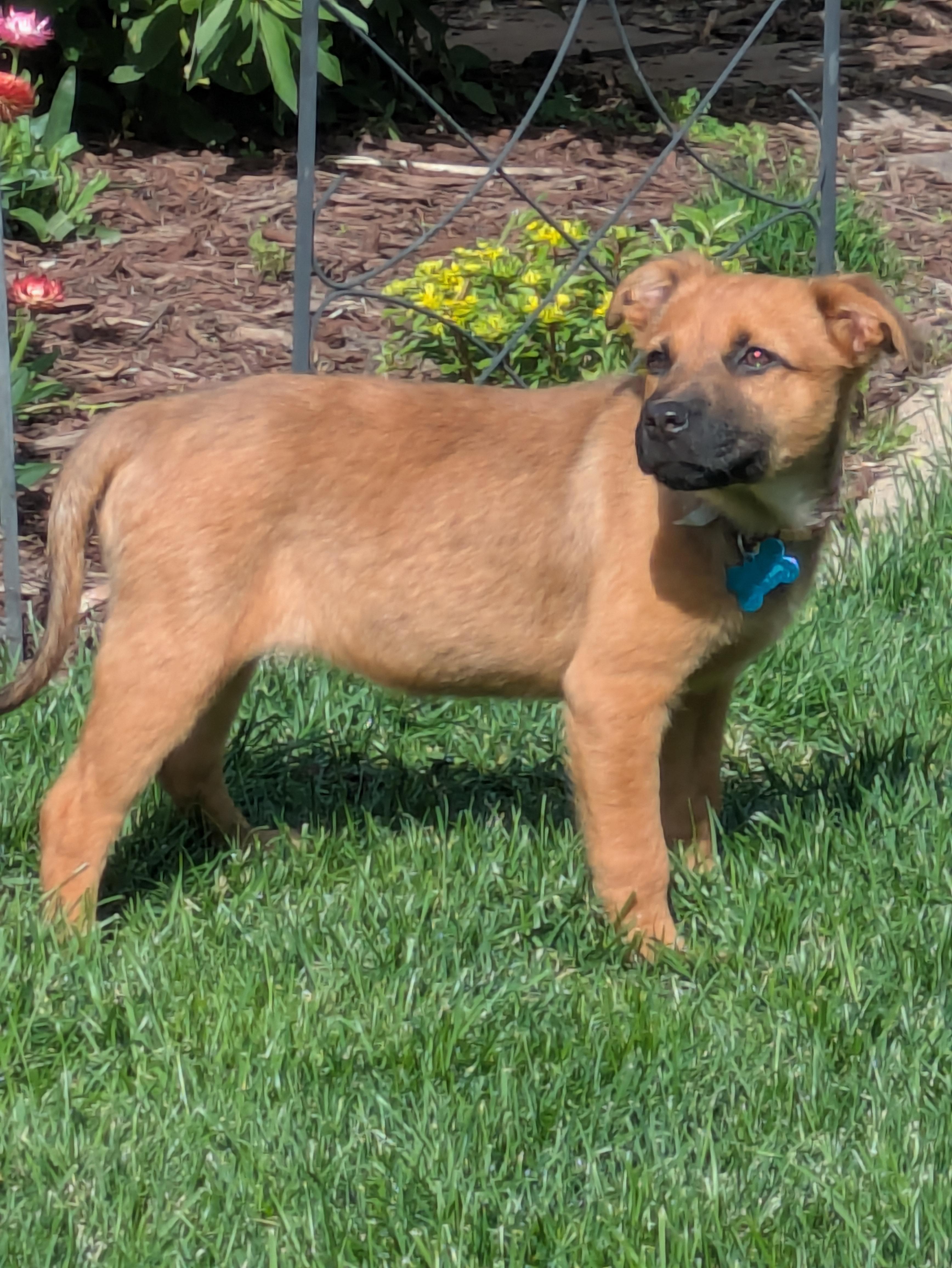 Enlarge Daisy, a Adoptable mixed breed in Minneapolis, MN image 5/6