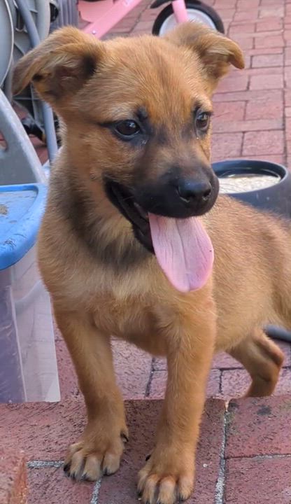 Enlarge Daisy, a Adoptable mixed breed in Minneapolis, MN video 6/6