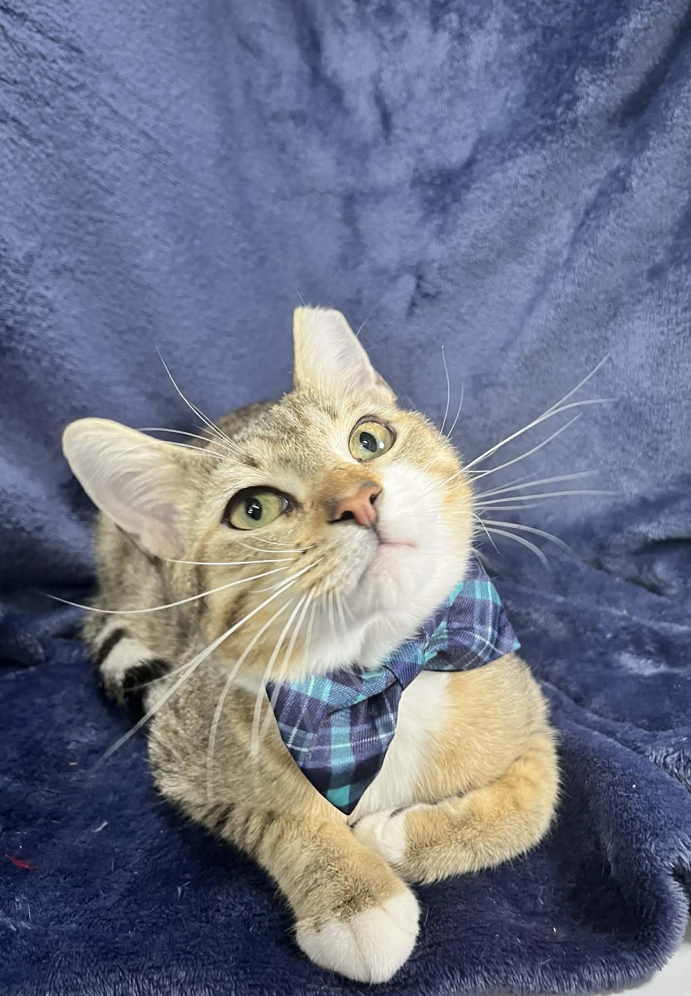 Enlarge Amadeus, an adopted Tabby in Tavares, FL image 2/4