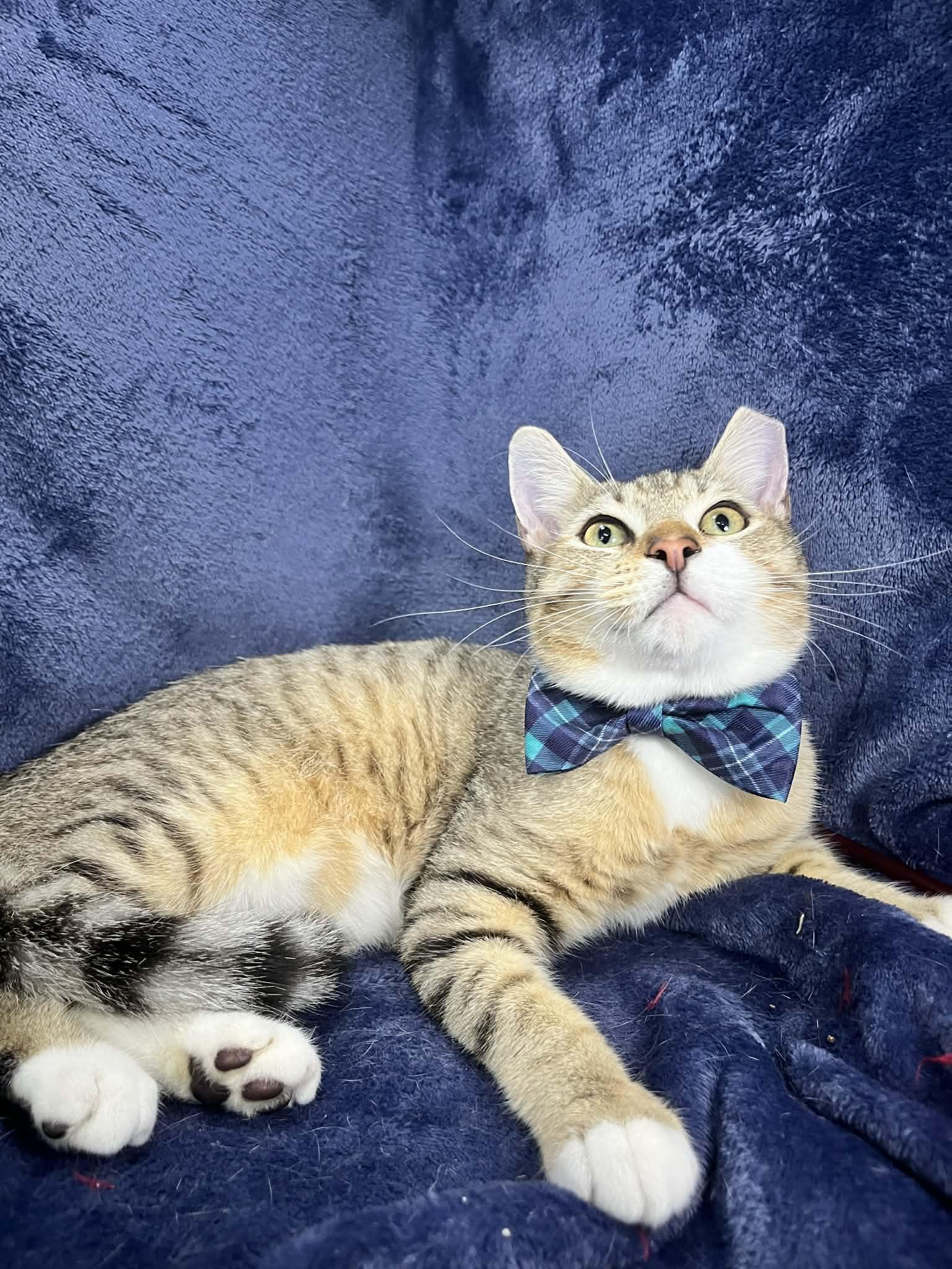 Enlarge Amadeus, an adopted Tabby in Tavares, FL image 4/4