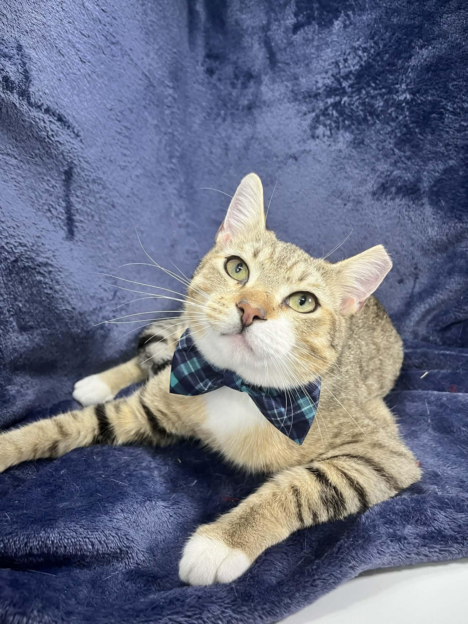 Amadeus, ADOPTABLE, Adult Male Tabby.