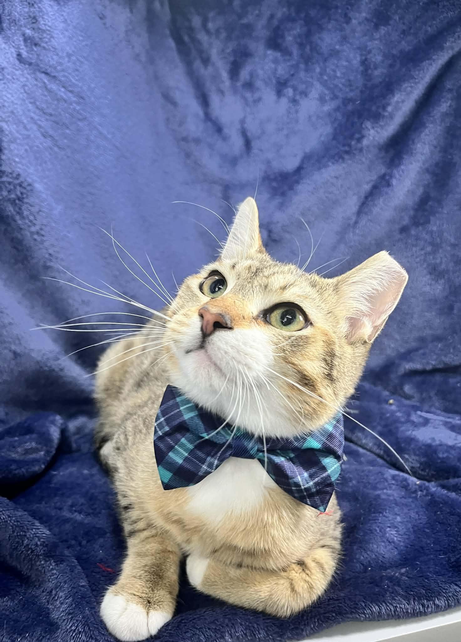 Enlarge Amadeus, an adopted Tabby in Tavares, FL image 3/4