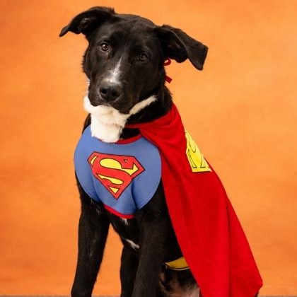 Enlarge Ranch, a Adoptable mixed breed in Cedar Mountain, NC image 5/5