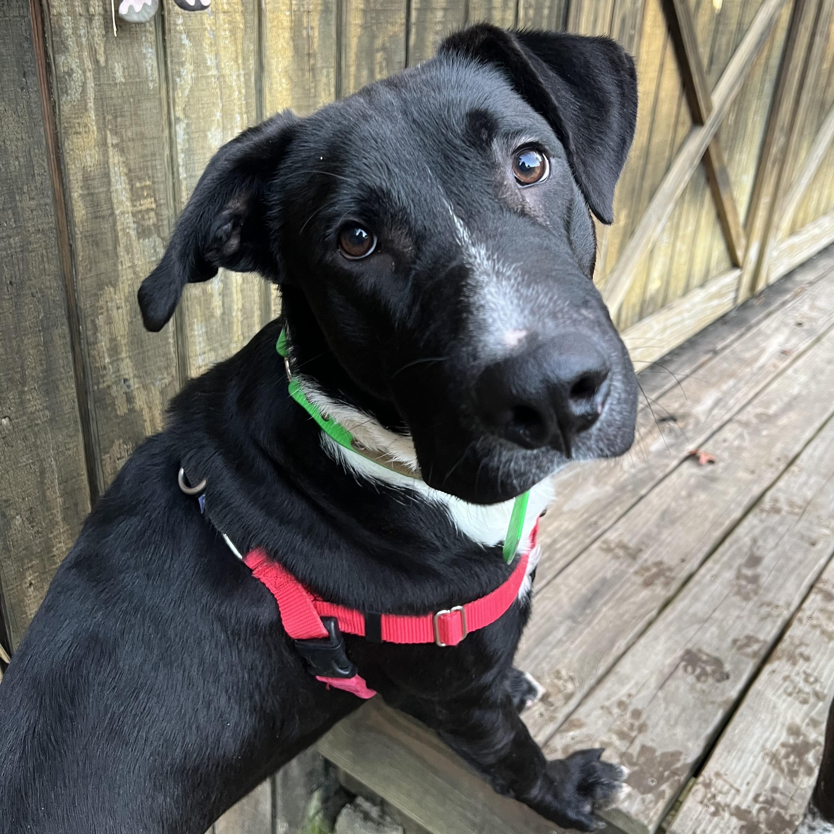 Enlarge Ranch, a Adoptable mixed breed in Cedar Mountain, NC image 4/5