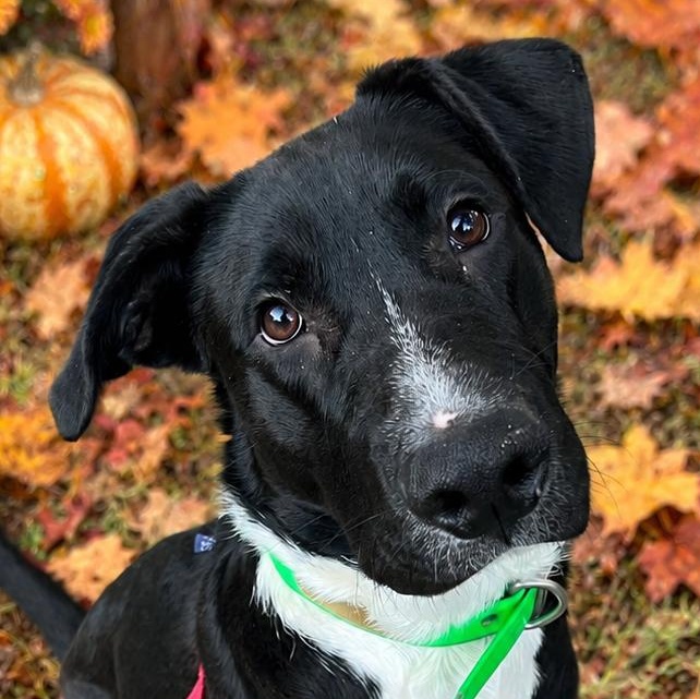 Enlarge Ranch, a Adoptable mixed breed in Cedar Mountain, NC image 1/5
