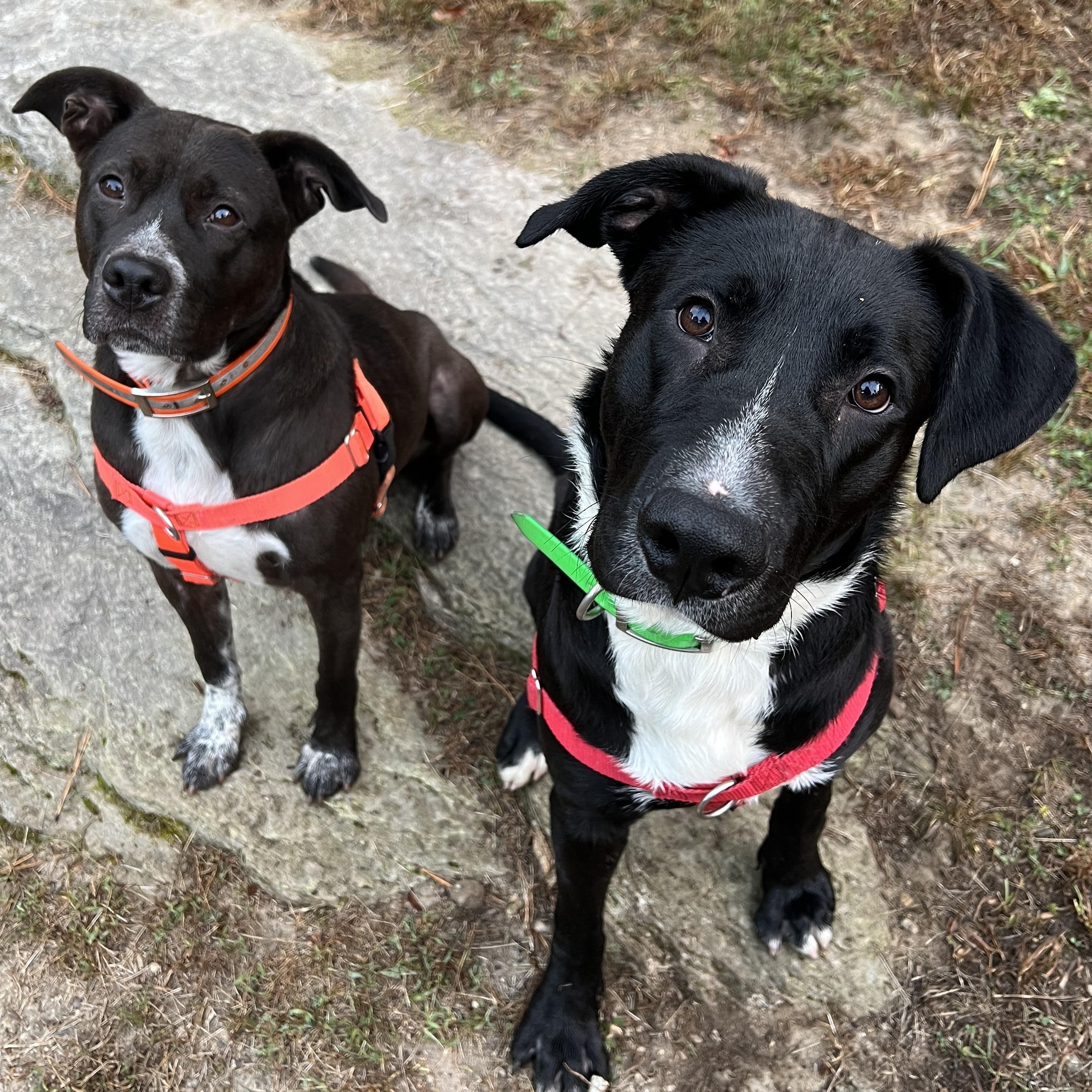 Enlarge Ranch, a Adoptable mixed breed in Cedar Mountain, NC image 3/5