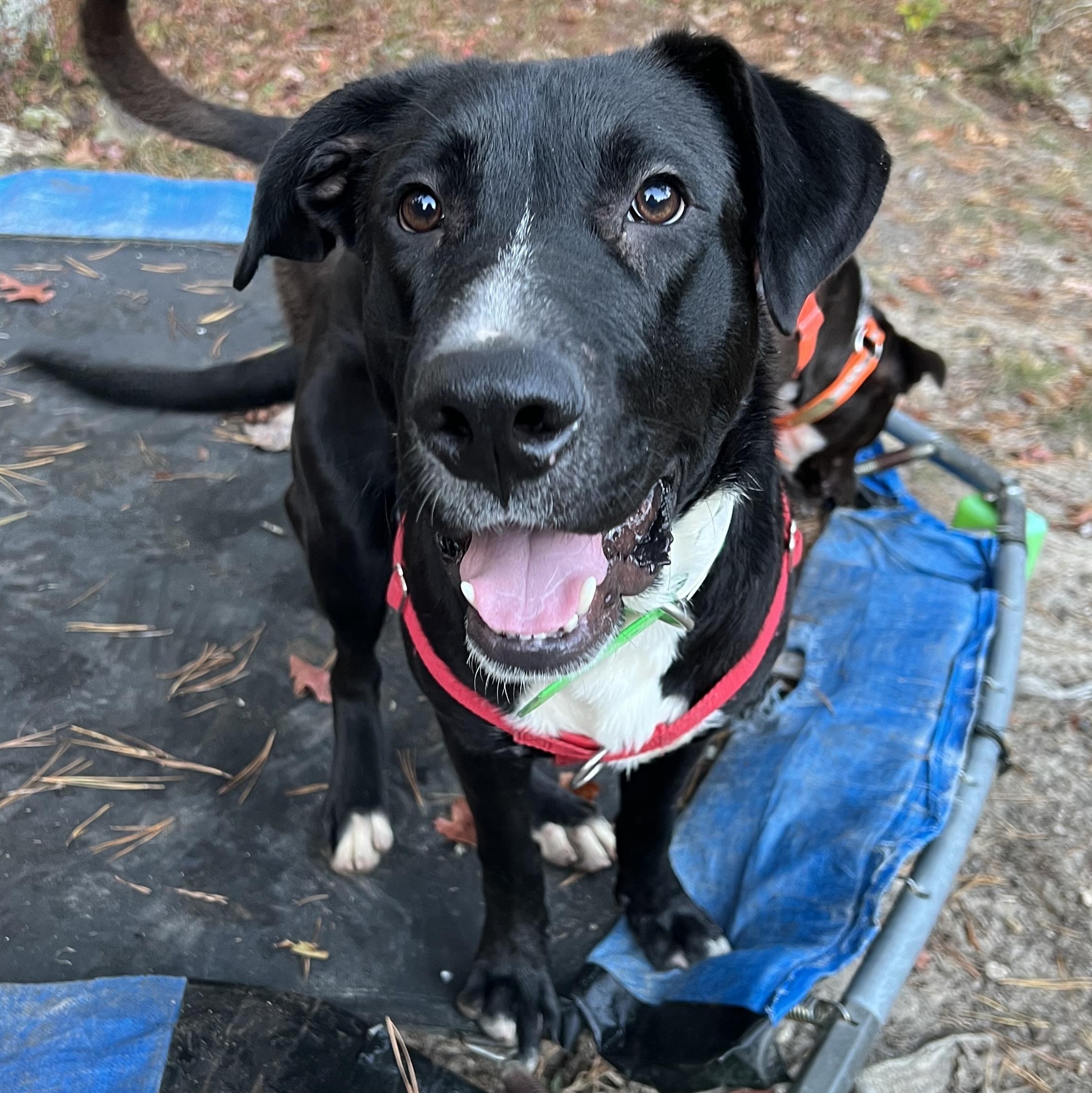 Enlarge Ranch, a Adoptable mixed breed in Cedar Mountain, NC image 2/5