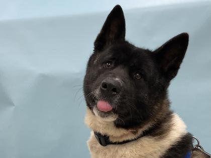 Lily, a Adoptable mixed breed in Coon Rapids, MN image 1/3