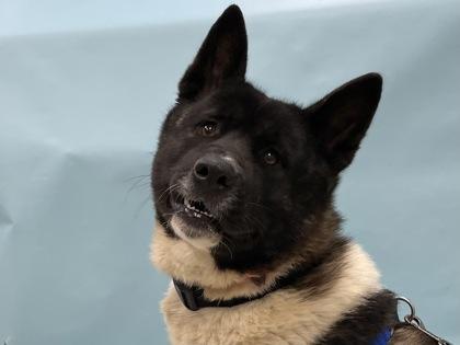 Lily, a Adoptable mixed breed in Coon Rapids, MN image 3/3