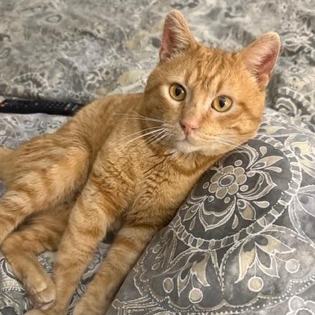 Clay, Adult Male Tabby