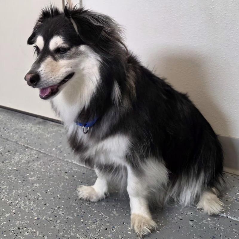 Banjo, Adoptable, Adult Male Husky & Mixed Breed.