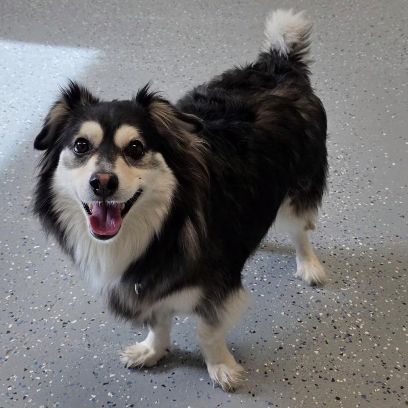 Banjo, a Adoptable mixed breed in Yankton, SD image 2/6