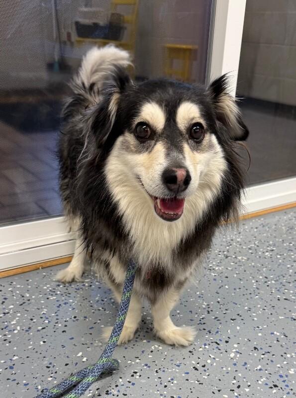 Banjo, a Adoptable mixed breed in Yankton, SD image 3/6