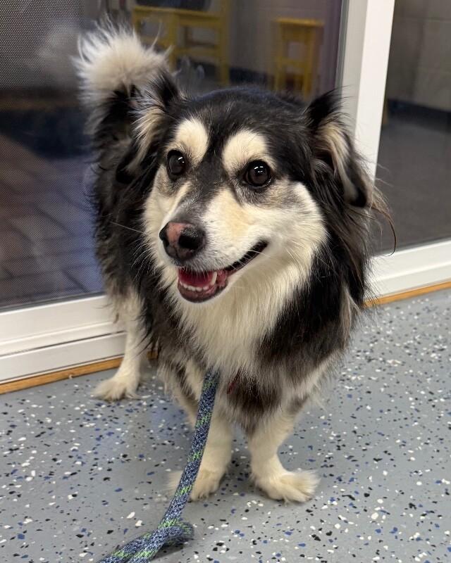 Banjo, a Adoptable mixed breed in Yankton, SD image 4/6
