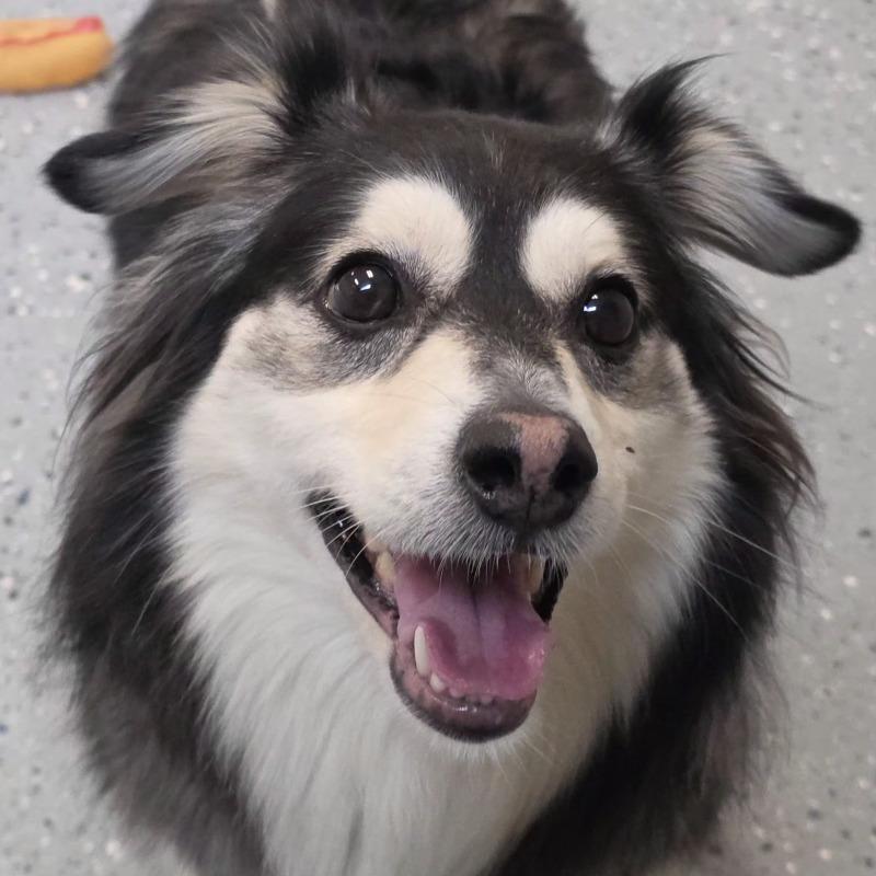 Banjo, a Adoptable mixed breed in Yankton, SD image 5/6
