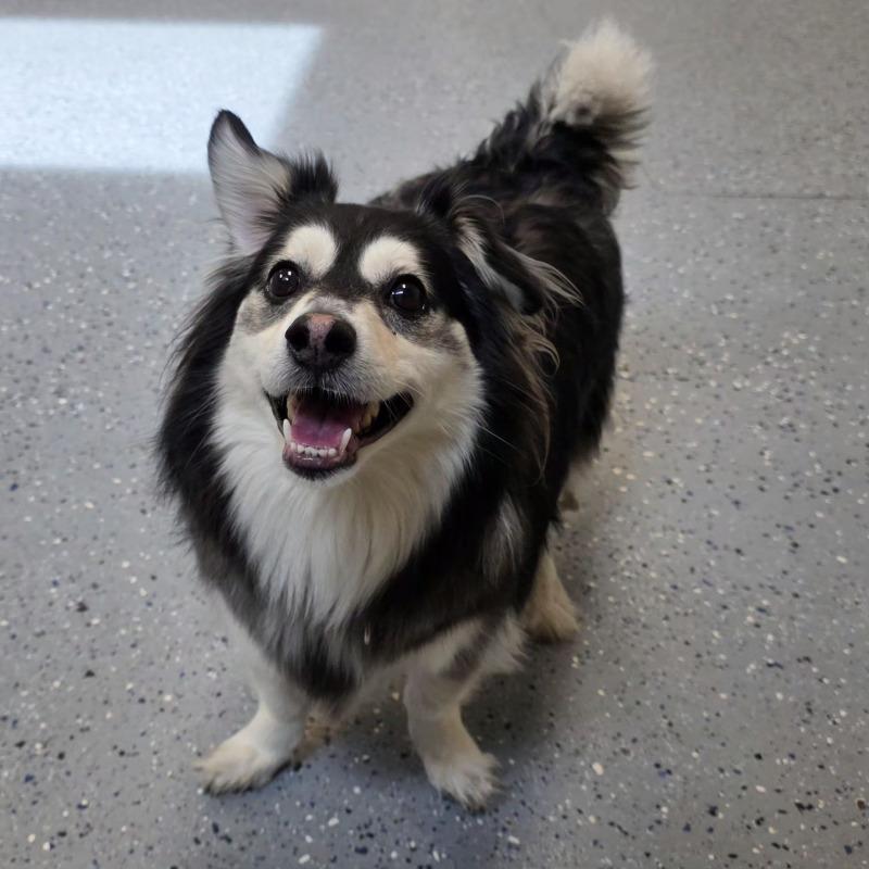 Banjo, a Adoptable mixed breed in Yankton, SD image 6/6