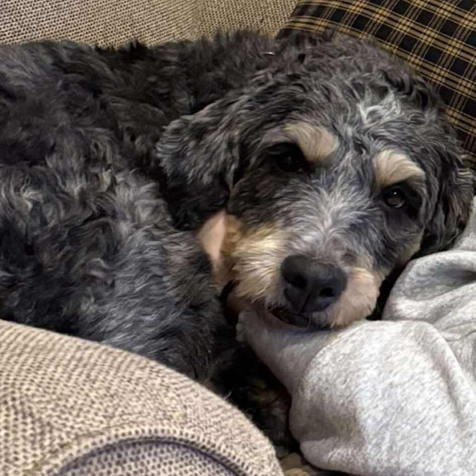 Enlarge Stella, a ADOPTABLE Bernedoodle in Rochester, NY image 5/5