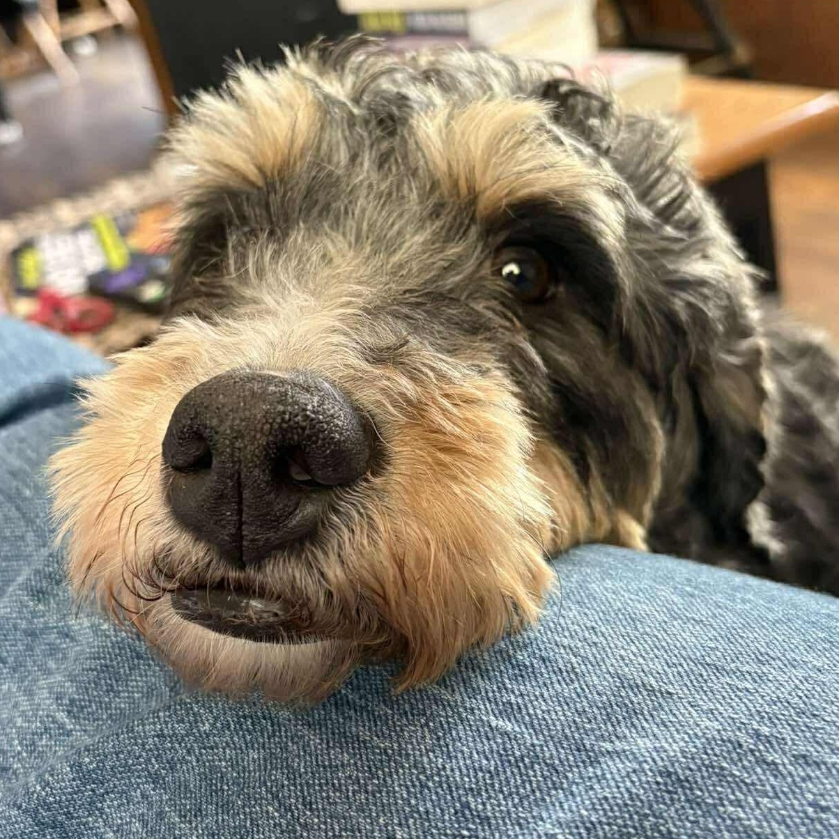 Enlarge Stella, a ADOPTABLE Bernedoodle in Rochester, NY image 4/5