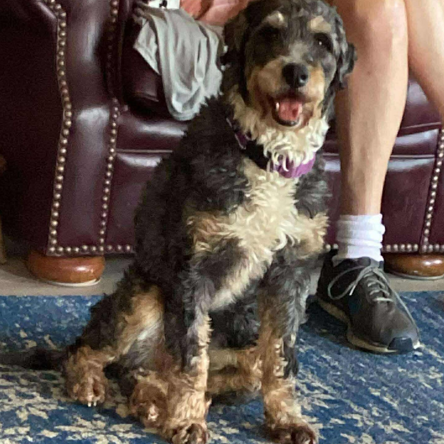 Enlarge Stella, a ADOPTABLE Bernedoodle in Rochester, NY image 2/5
