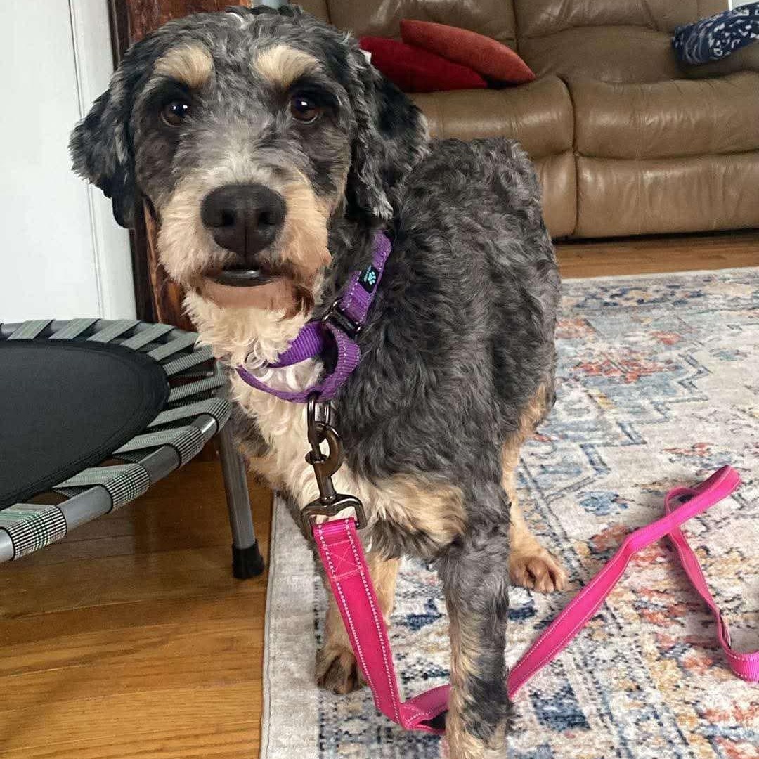 Enlarge Stella, a ADOPTABLE Bernedoodle in Rochester, NY image 3/5