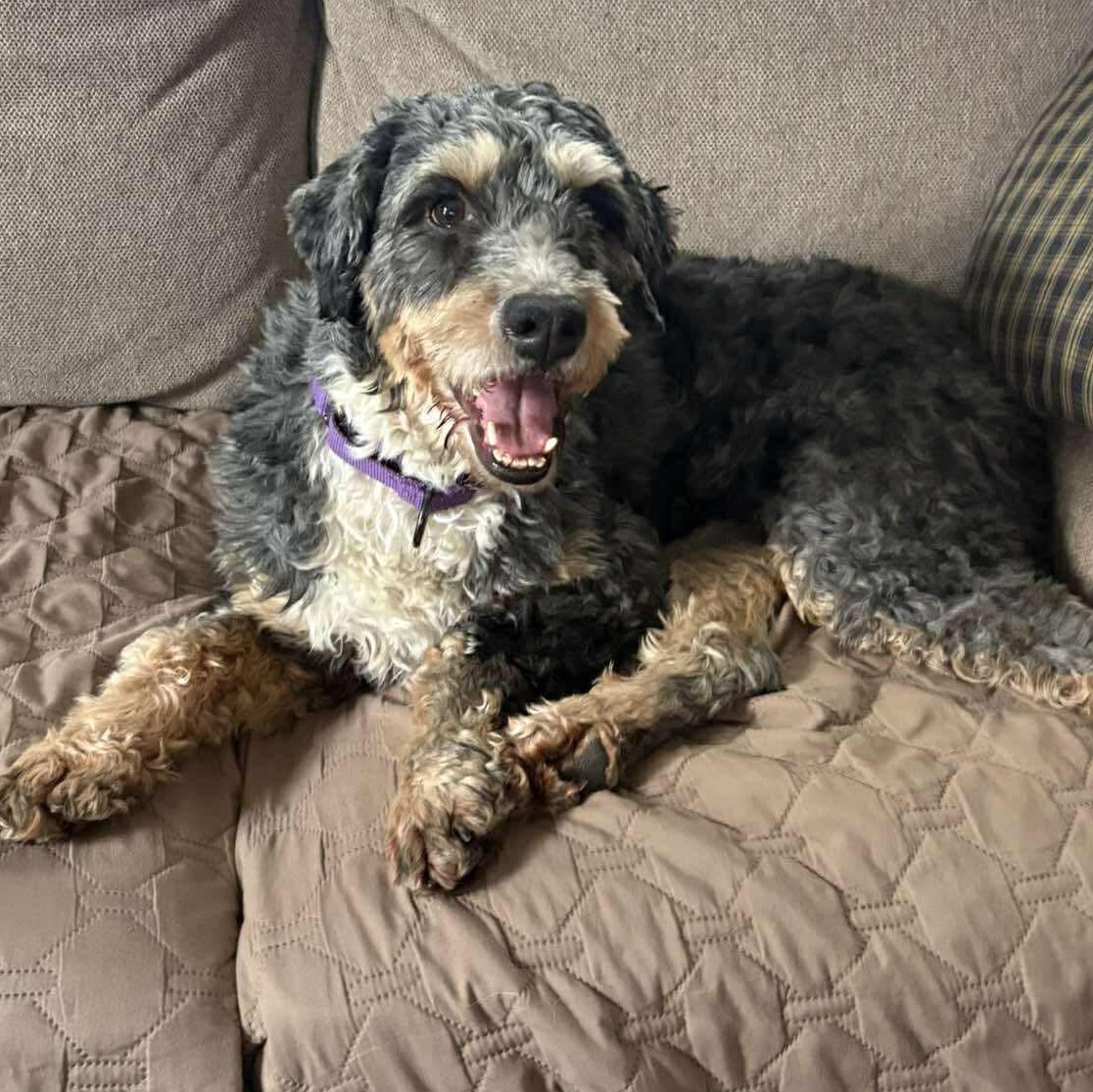 Enlarge Stella, a ADOPTABLE Bernedoodle in Rochester, NY image 1/5