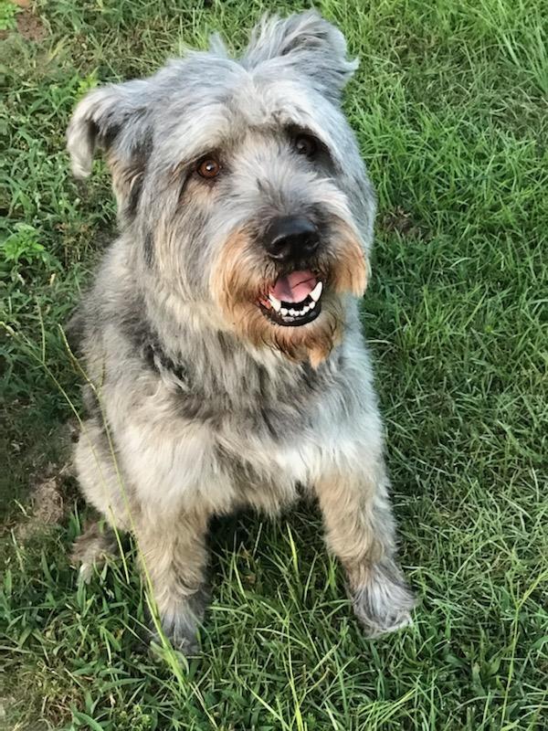 Smoke, an adoptable Labradoodle in Centerville, GA, 31028 | Photo Image 2