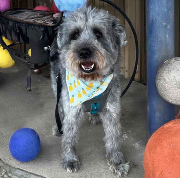 Smoke, Young Male Labradoodle