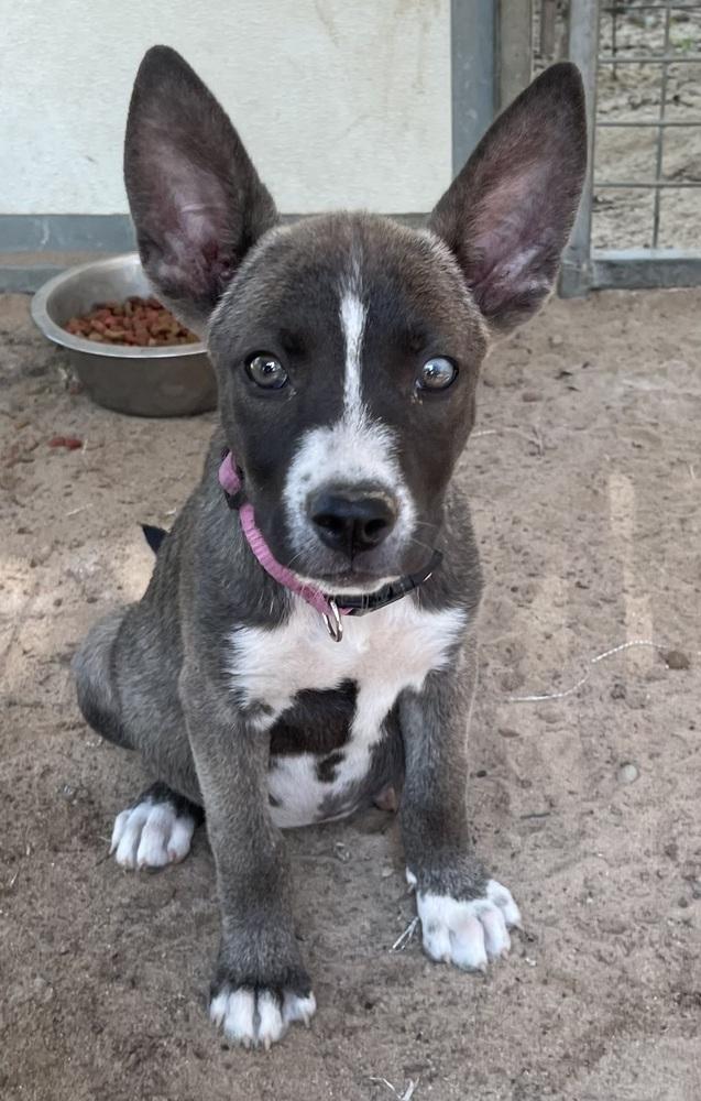 Enlarge Akira, a Adoptable mixed breed in Seguin, TX image 1/4