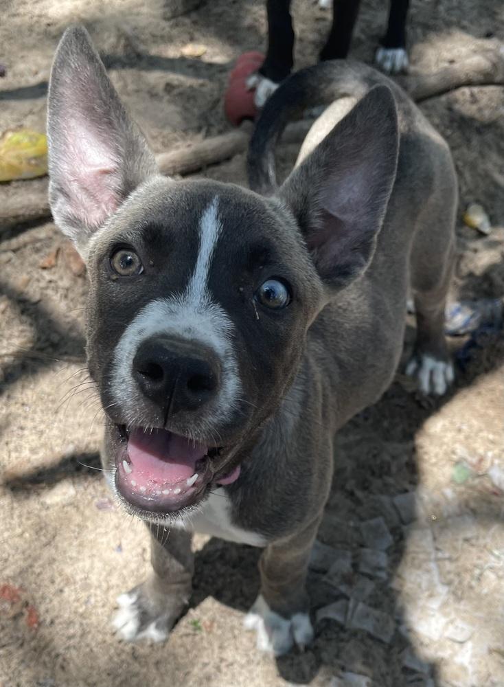 Enlarge Akira, a Adoptable mixed breed in Seguin, TX image 2/4