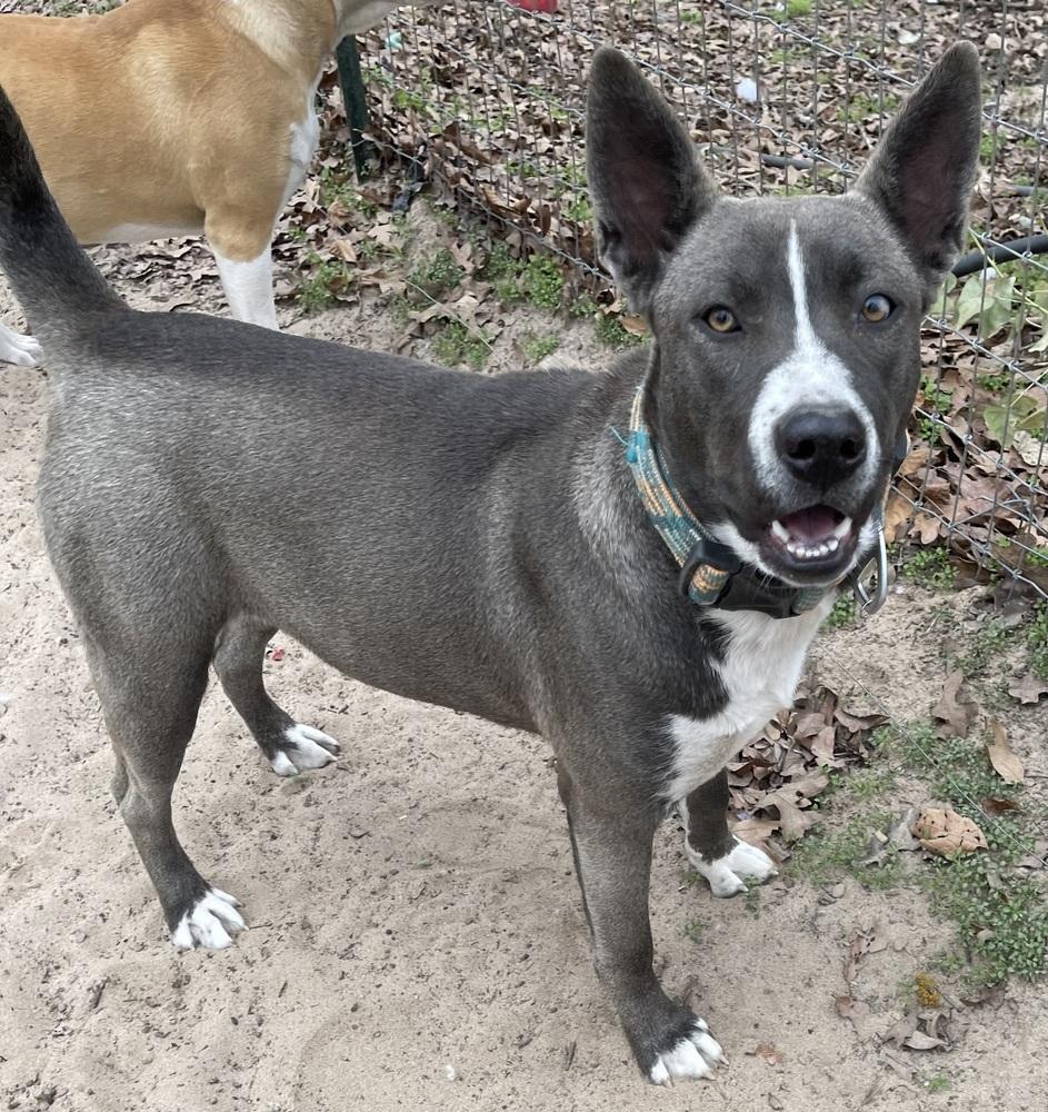 Enlarge Akira, a Adoptable mixed breed in Seguin, TX image 3/4