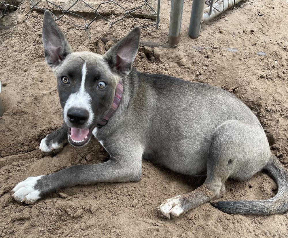 Enlarge Akira, a Adoptable mixed breed in Seguin, TX image 4/4