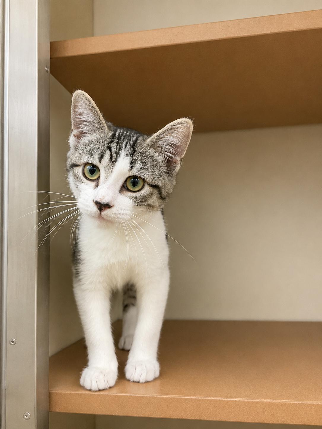 Lola, adopted, Kitten Female Domestic Short Hair.