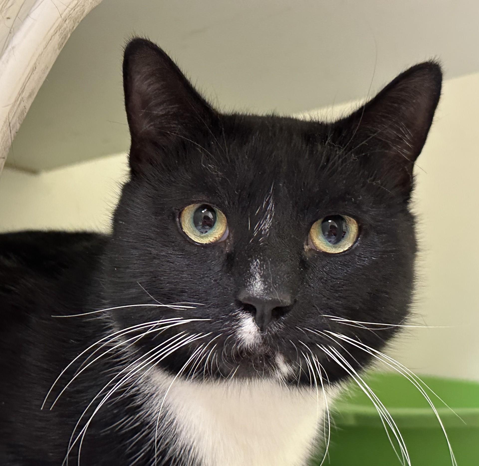 Bouy, an adopted Domestic Short Hair in Norwalk, CT image 1/2