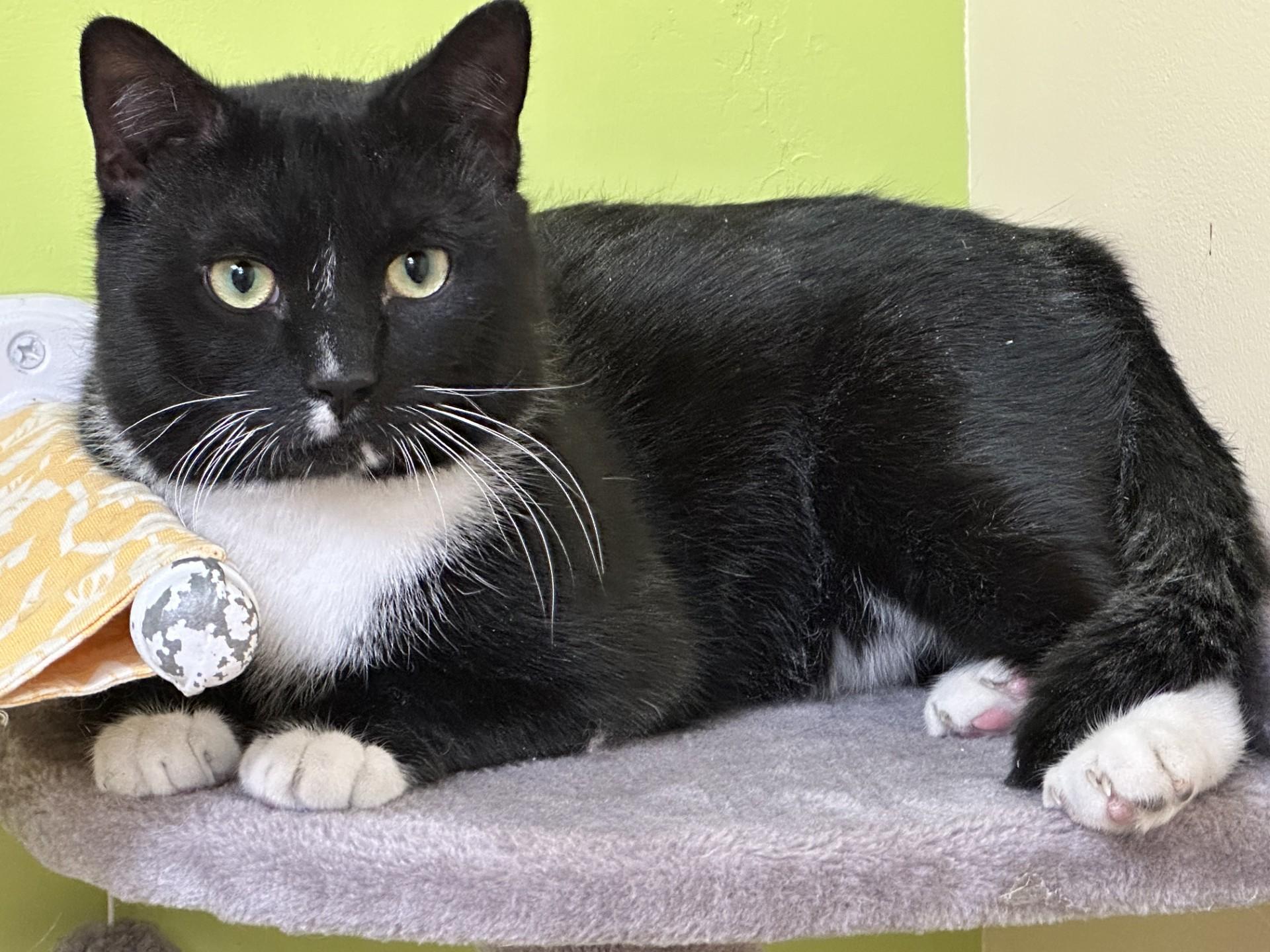 Bouy, an adopted Domestic Short Hair in Norwalk, CT image 2/2