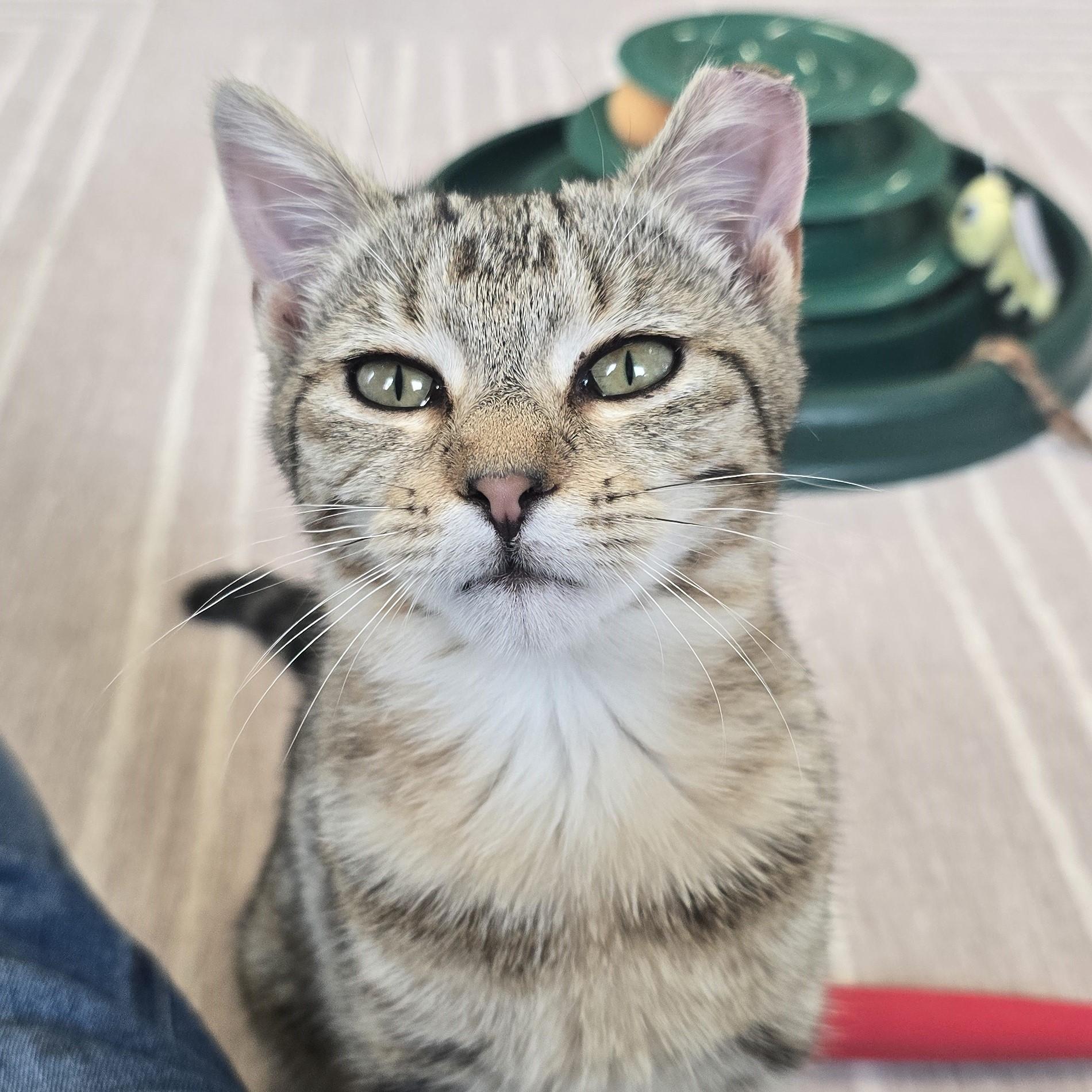 Enlarge Mildred, an adopted Domestic Short Hair in Nashville, TN image 2/6