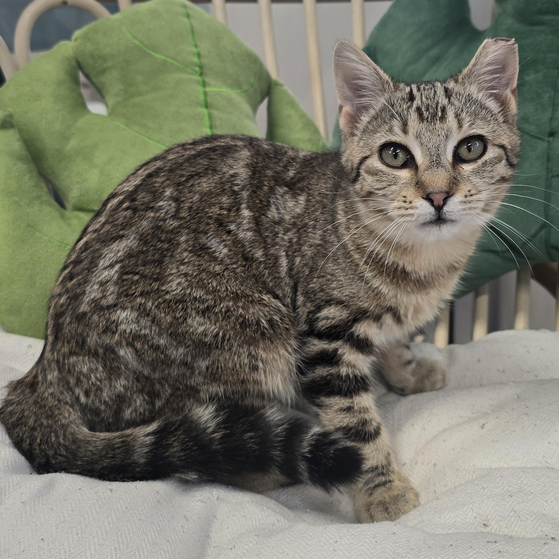 Enlarge Mildred, an adopted Domestic Short Hair in Nashville, TN image 6/6