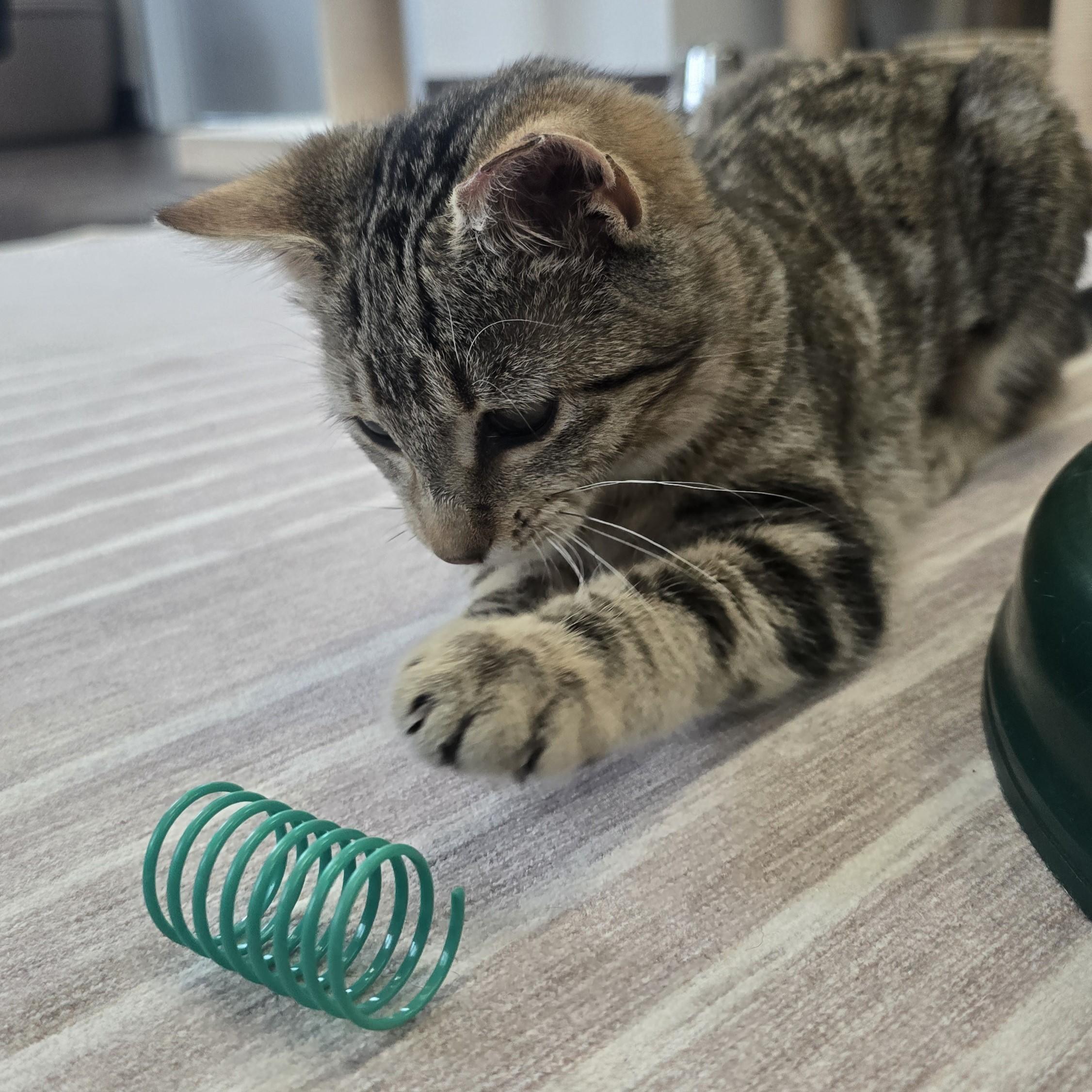 Enlarge Mildred, an adopted Domestic Short Hair in Nashville, TN image 4/6