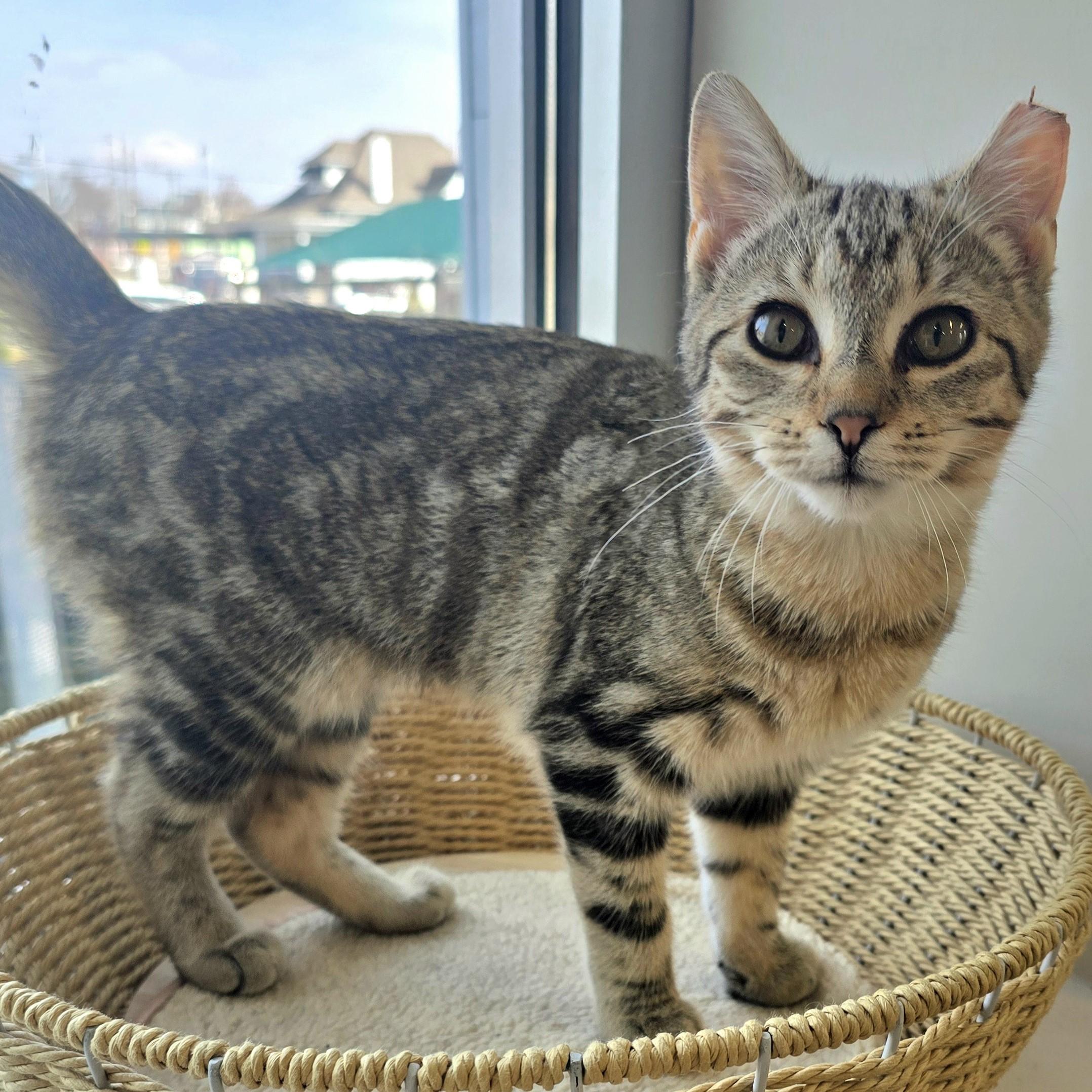 Enlarge Mildred, an adopted Domestic Short Hair in Nashville, TN image 1/6