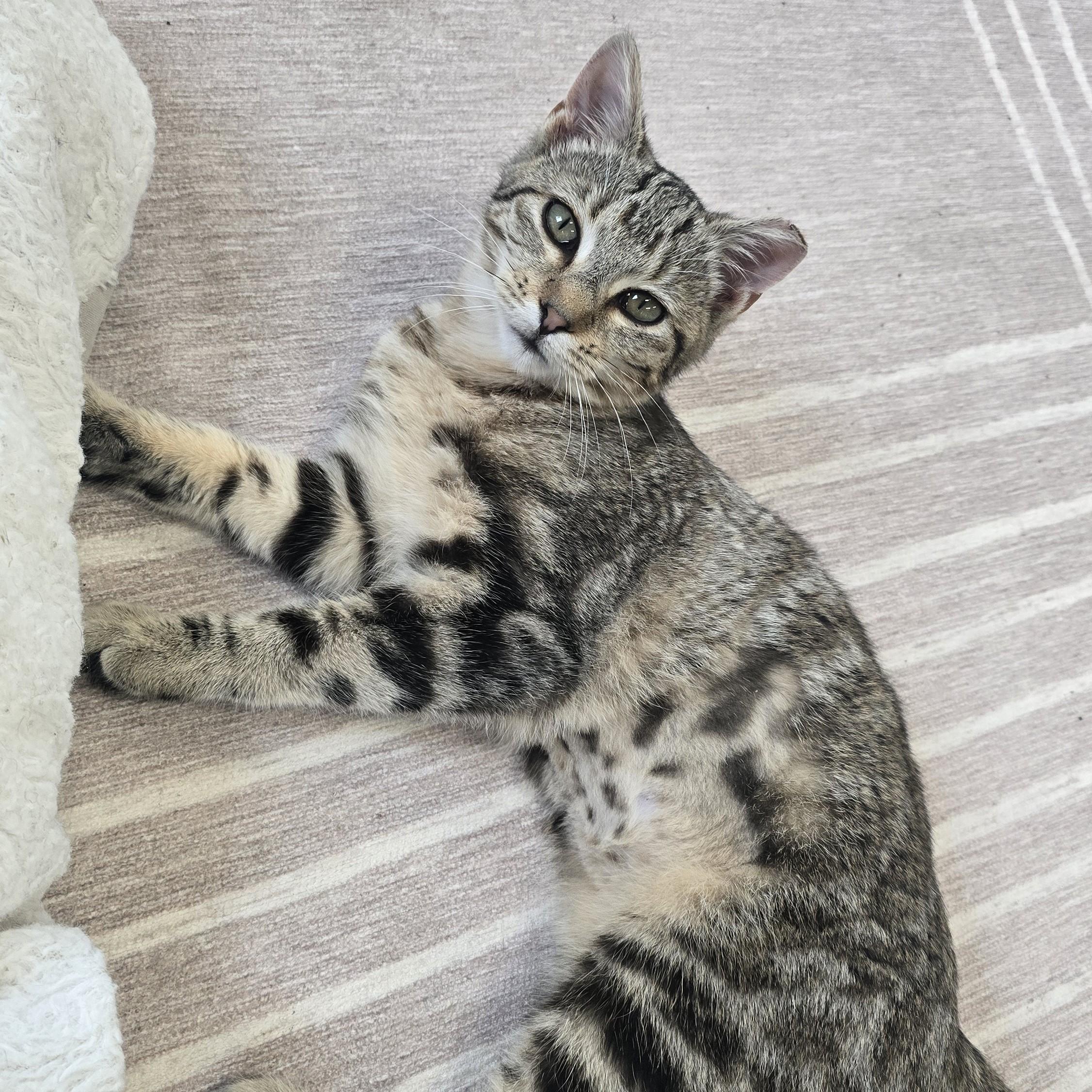 Enlarge Mildred, an adopted Domestic Short Hair in Nashville, TN image 3/6